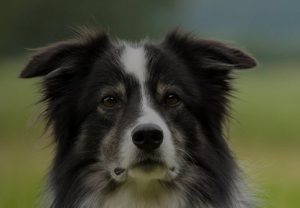 ASU dog