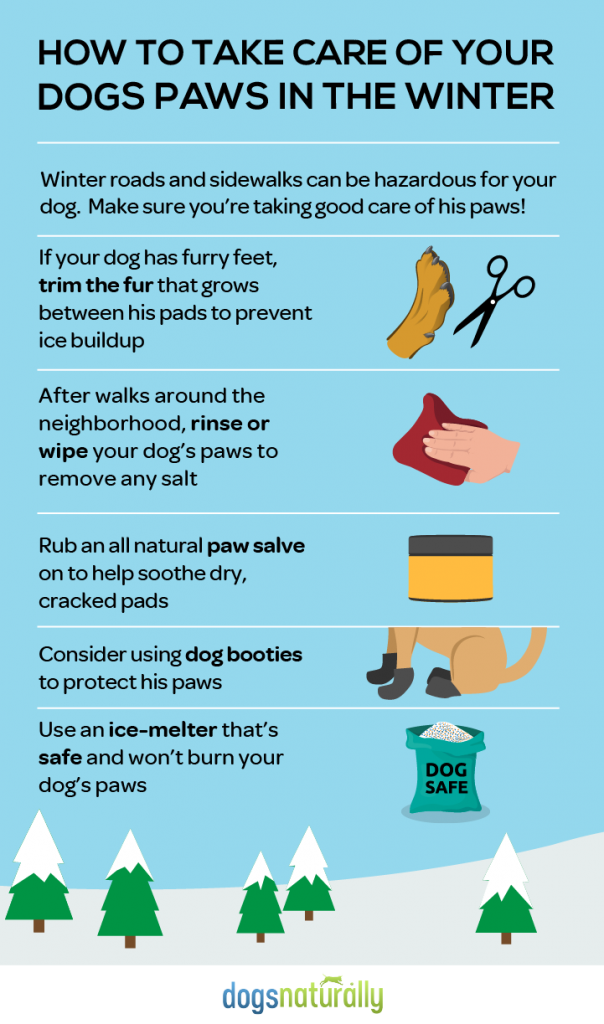 Puppy Up Foundation 15 Winter Care Tips For Your Dog