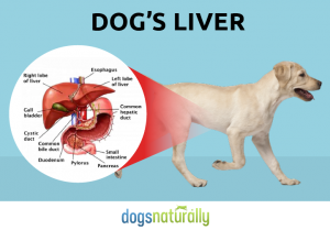 Liver-Diagram-Image-01