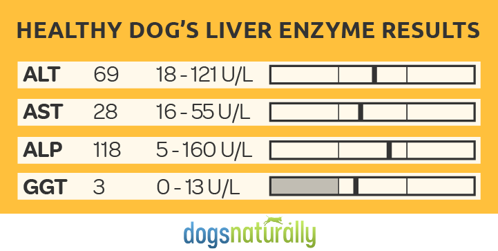 gabapentin liver enzymes dog
