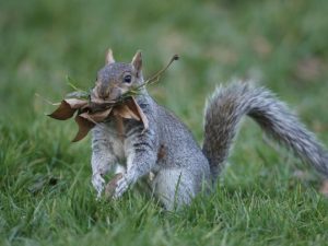 The gray squirrel is common in Florida. Photo. Mike Lane 45. Getty Images. iStockphoto