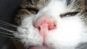 Tigga before her treatment