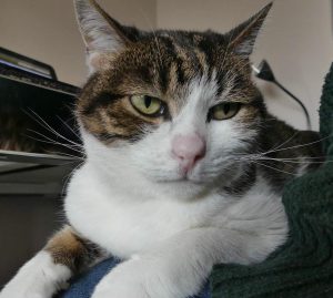 Tigga after her treatment