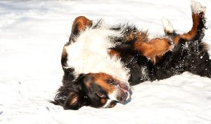 dog playing in snow