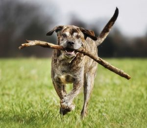 dog with stick