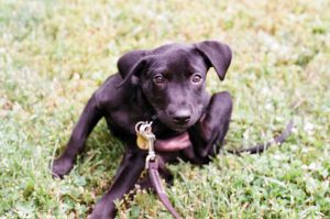 itchy puppy