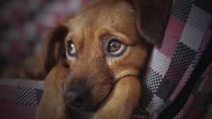 Cancer is the leading cause of death in dogs, and their cancers are very similar to their human counterparts’. Some breeds have a very high cancer rate, as much as 40 percent. Photo: Pixabay