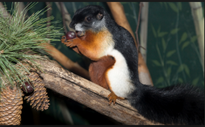 Prevost’s-squirrel-Callosciurus-prevosti" Smithsonian-National-Zoo-photo