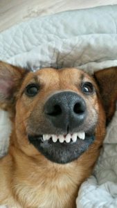 smiling dog