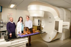 Study of cancer in dogs may accelerate treatment advances for humans