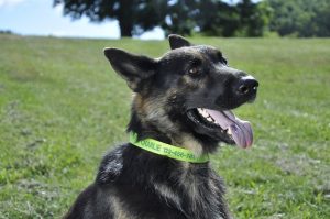 Shepherd in collar