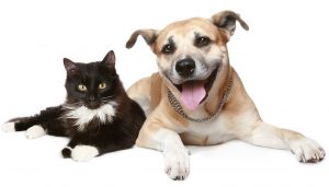 cat and dog