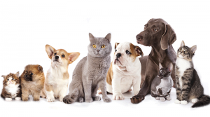 cats and dogs