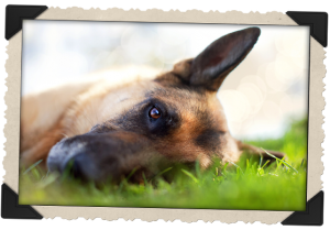 german shepherd