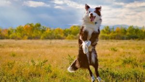jumping dog