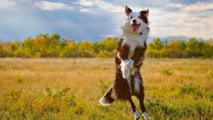 The importance of preventative wellness care for your dog and cat