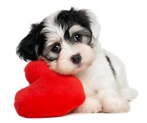 puppy Valentine