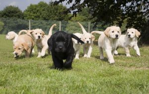 Labrador Golden retriever cross puppies litter on grass running.
