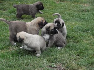 Asalet Anatolian Shepherd Dog puppies