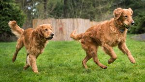 Judy Davis and Scott Davis' golden retrievers Doughlan, left, and Dooghan play in a friend's Bellingham backyard. The Van Zandt residents adopted the dogs after their elderly owner died. (photo: Evan Abell) 