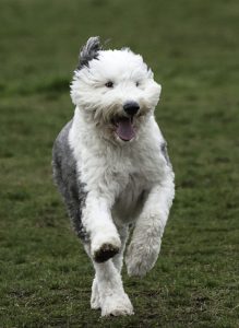 Shaggy_Dog_running