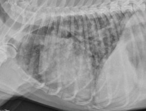 Lateral chest radiograph (x-rays) of a dog with coccidioidomycosis. Note the “snowstorm” appearance to the lungs. Image courtesy of Cody Brooks.