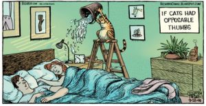 If cats had opposable thumbs, no doubt this would be their choice for waking you up.