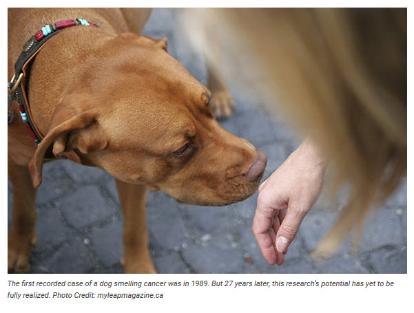 Dogs that can smell cancer