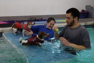 Jack Russell terriers Mario, right, and Bella during a swim session with coaches Jessica Simon and Andrew Sanya. (Patrick Martin/The Washington Post)
