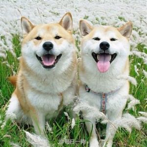 They're smiling because they have opposable thumbs!