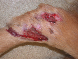 Draining skin lesions in a dog with coccidioidomycosis. Photo courtesy of Animal Allergy & Dermatology of Colorado.