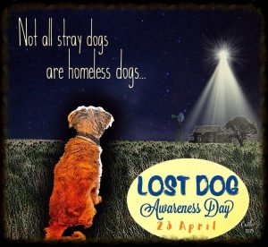 Lost-Dog-Awareness