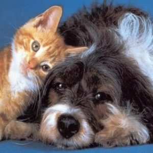 dog and cat