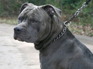 dog-fighting-day