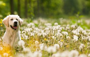 dog in field of flowers