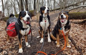 dogs in peppermint park