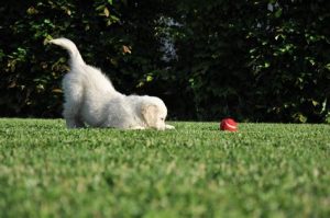 puppy on lawn