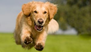 running Golden