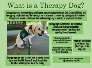 what is a therapy dog