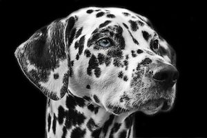 Dalmation Brain Tumor_Feature