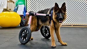 GSD