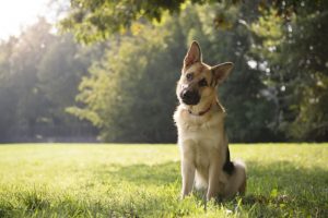 GSD Cocked Head