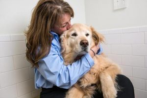 Gina Alongi with Drambuie during a visit to Cummings Veterinary Medical Center in North Grafton.