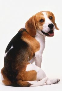 Guy -- the Royal Beagle