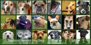 National-Rescue-Dog-Day-May-20-2-768x384