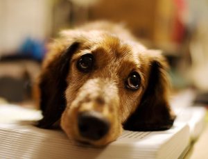 Sad-Puppy-Face-Picture