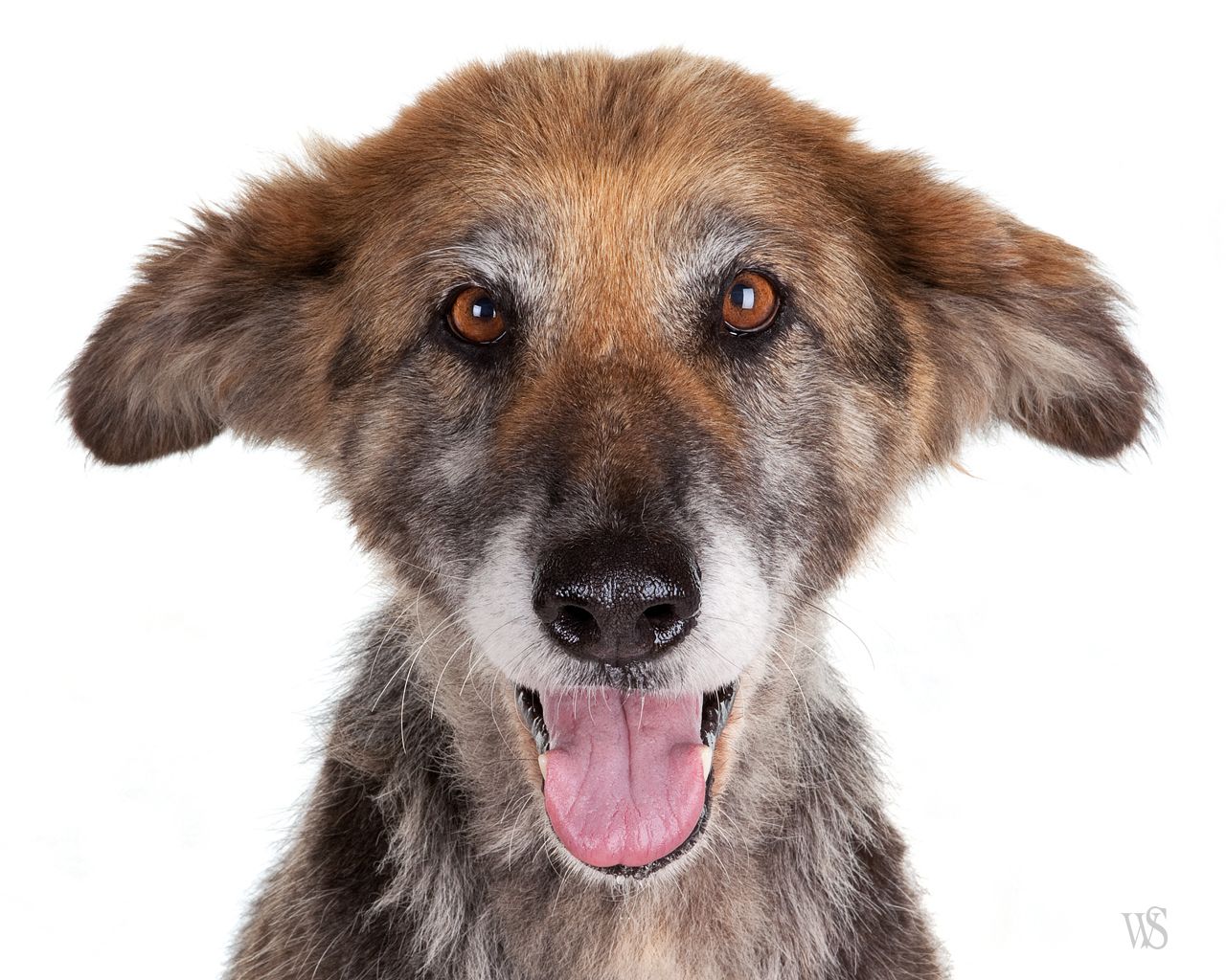 Puppy Up Foundation Mayday For Mutts