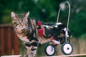 cat in cart