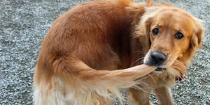 dog-chasing-tail