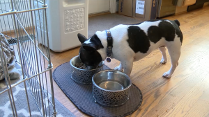 dog eating